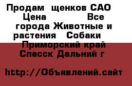 Продам ,щенков САО. › Цена ­ 30 000 - Все города Животные и растения » Собаки   . Приморский край,Спасск-Дальний г.